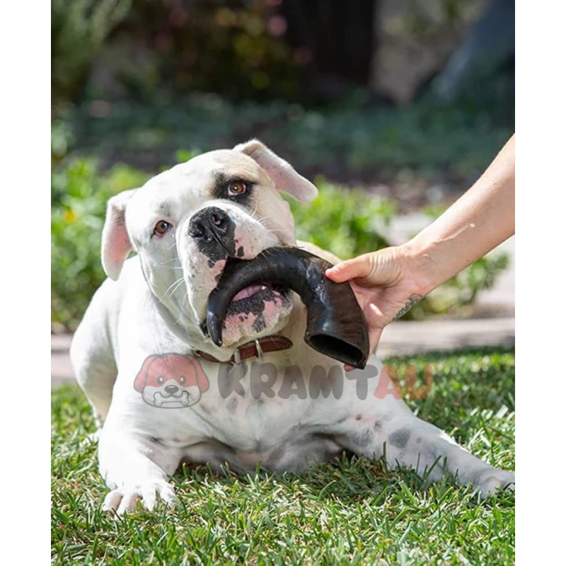 Košļājams suņu kārums no bifeļu raga, M izmērs (105 g)