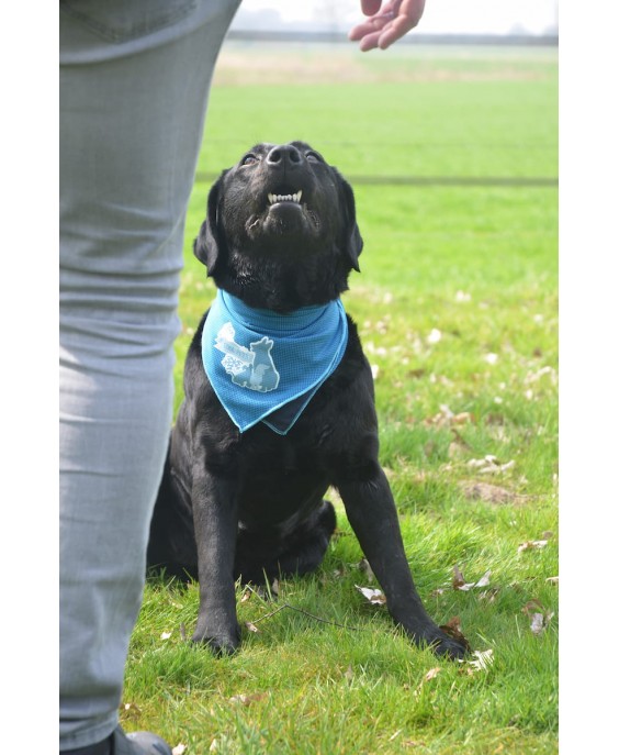 Atvēsinošs pārsējs lieliem suņiem, CoolPets Atvēsinošs pārsējs 60x60cm (L)