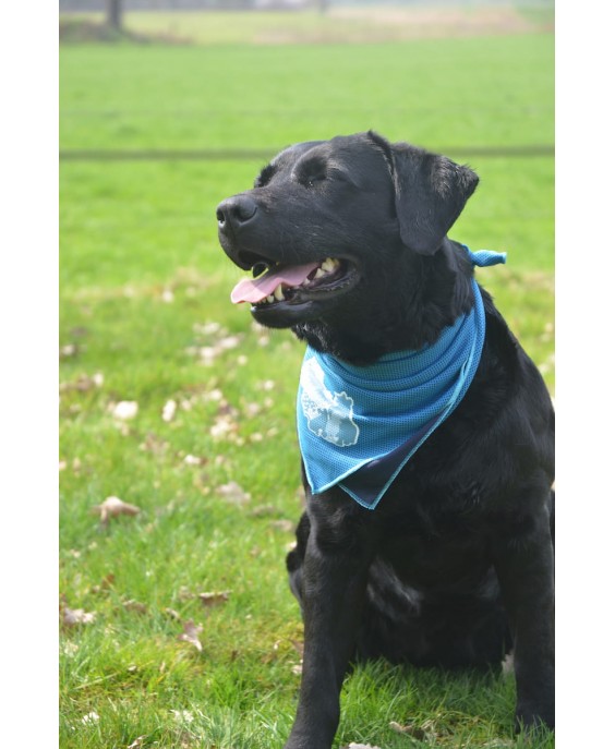 Atvēsinošs pārsējs maziem suņiem, CoolPets Atvēsinošs pārsējs 30x30cm (S)