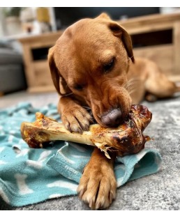 Strausa Dino Bone "Strausa Dino Bone" https://koslat.lv/ suņu našķi, košļājamās rotaļlietas suņiem