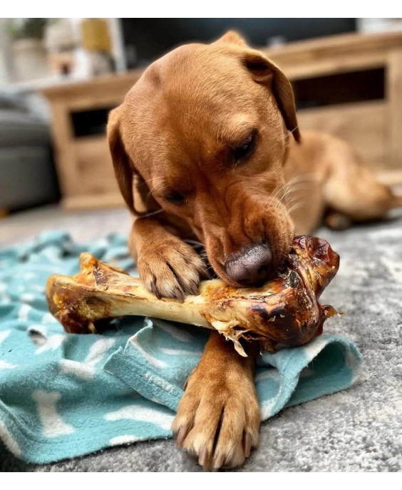 Strausa Dino Bone "Strausa Dino Bone" https://koslat.lv/ suņu našķi, košļājamās rotaļlietas suņiem