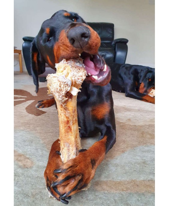 Strausa Dino kauls suņiem Strausa Dino kauls, Paddock Farm