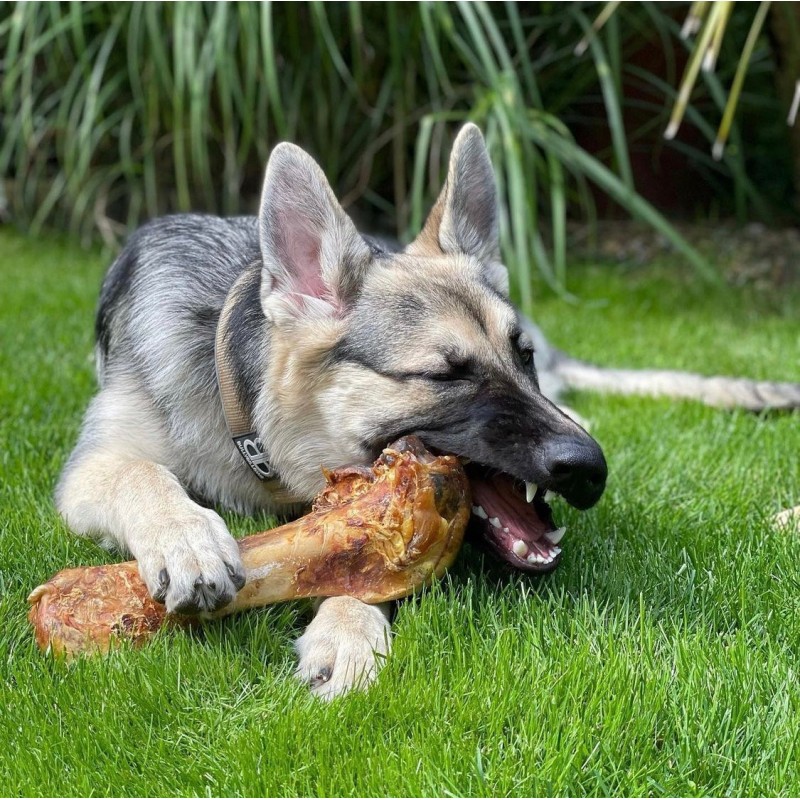 Strausa Dino kauls suņiem Strausa Dino kauls, Paddock Farm
