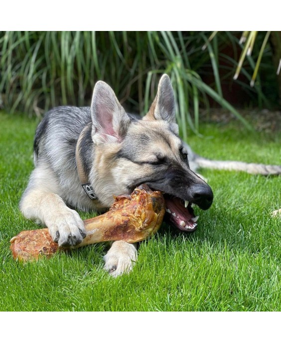 Strausa Dino kauls suņiem Strausa Dino kauls, Paddock Farm