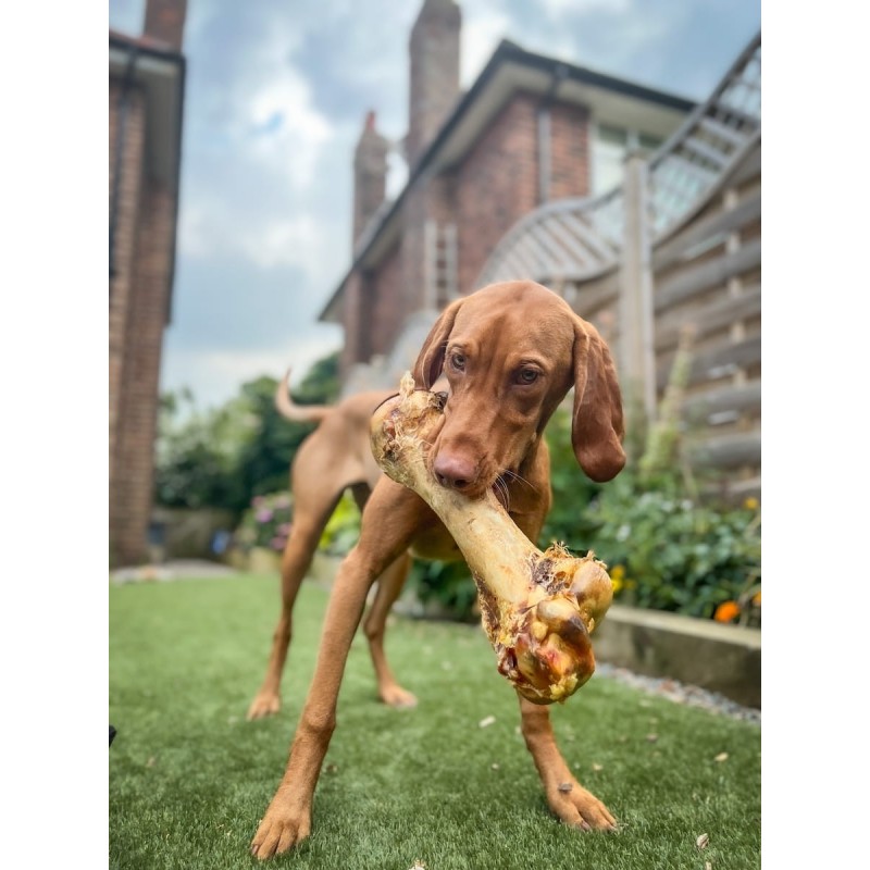 Strausa Dino kauls suņiem Strausa Dino kauls, Paddock Farm