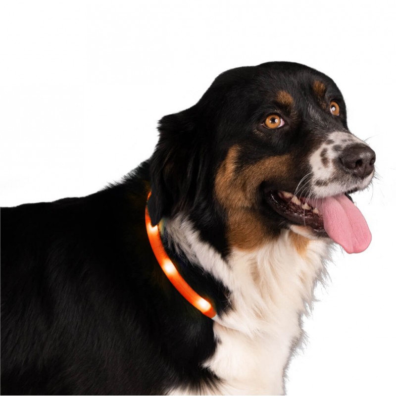 LED apgaismota apkakle suņiem